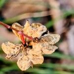 Euonymus hamiltonianus Frutto