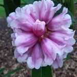Rhododendron calophytum Flower