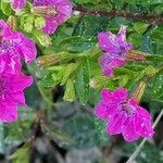 Cuphea hyssopifolia Flower