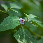 Solanum melongenaFlower