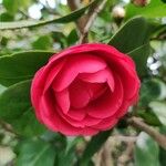 Camellia japonica Fleur