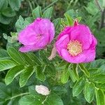 Rosa rugosa Flor