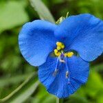 Commelina coelestis