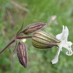 Silene latifolia Flor