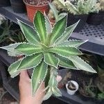 Agave lophantha Листок