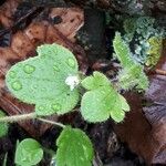 Veronica cymbalaria Blad