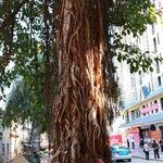 Ficus microcarpa 樹皮