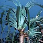 Pandanus montanus বাকল