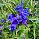 Gentiana asclepiadeaFlower