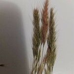 Festuca ambigua Flower