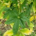 Cleome spinosa Lehti