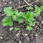 Potentilla intermedia Лист