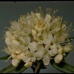 Rhododendron columbianum Flor