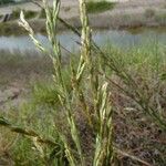 Puccinellia festuciformis Habit