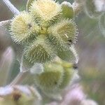 Pardoglossum cheirifolium Fruit