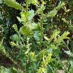 Laggera crispata Habit