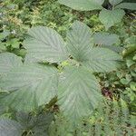 Rubus leyanus Blad