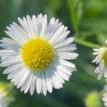 Erigeron annuus Blomma