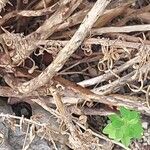 Epilobium dodonaei Kéreg