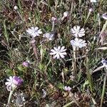 Silene sericea Habit