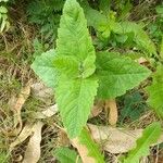 Helianthus tuberosusFolla