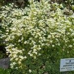 Saxifraga paniculata Květ