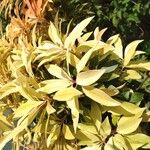 Pieris japonica 叶