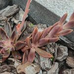 Echeveria affinis Ліст