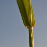 Aegilops ventricosa Likasa