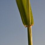 Aegilops ventricosa Leaf