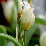 Tulipa turkestanica Flor