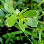 Portulaca oleracea Blatt