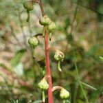 Pyrola chlorantha फूल