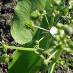 Echinodorus berteroi Hábito