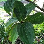 Medinilla magnifica Lapas