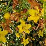 Hypericum triquetrifoliumFlor