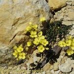 Brassica repanda Habitat