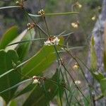 Secamone tenuifolia Flor