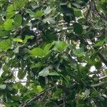 Ficus vallis-choudae Листок