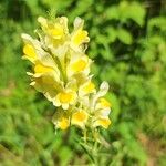 Linaria angustissima Blomst