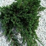 Juniperus squamata Fuelha