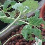 Pelargonium echinatum Hoja
