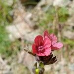 Cynoglossum montanum Blodyn