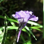 Pinguicula grandiflora Fula