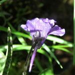 Pinguicula grandiflora Кветка