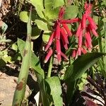 Lachenalia bulbifera Flower