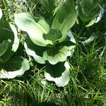 Veratrum californicum Leaf