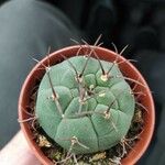 Matucana madisoniorum 葉