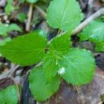 Circaea alpina Leaf