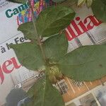 Clerodendrum capitatum Blatt